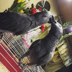African Grey Parrot for Sale