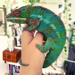 Ambilobe Panther Chameleon for Sale