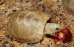 Baby Elongated Tortoise