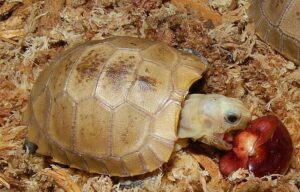 Baby Elongated Tortoise