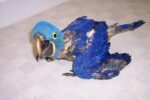 Baby Hyacinth Macaw for Sale