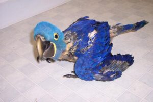 Baby Hyacinth Macaw for Sale