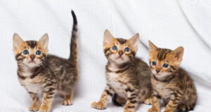 Bengal Kitten for Sale