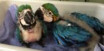 Blue and Gold Baby Macaw for Sale