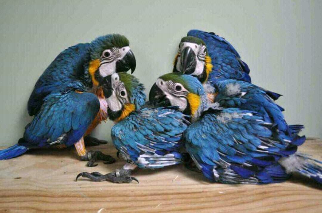 Blue and Gold Baby Macaw for Sale
