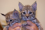 bobcat kitten for sale​