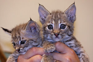bobcat kitten for sale​