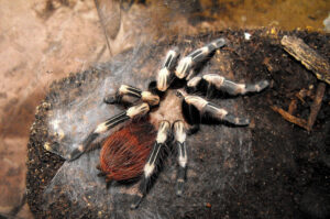 Brazilian Red & White Tarantula