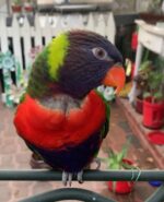 Eclectus Parrot for Sale