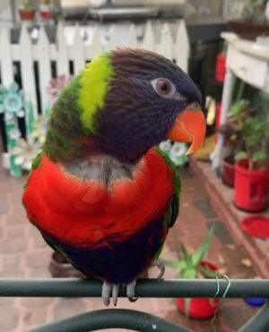 Eclectus Parrot for Sale