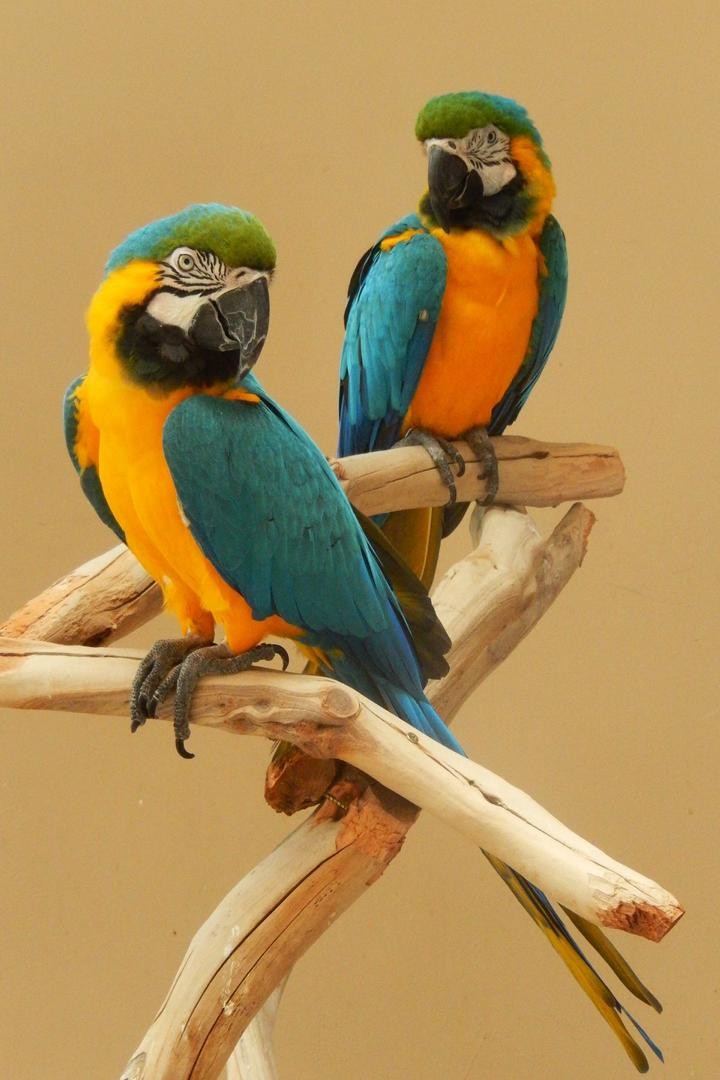 Exotic Birds