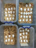 Hyacinth Macaw Eggs
