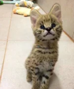 serval kittens for sale​