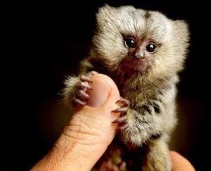 Marmoset Monkey for Sale