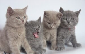 kitten persian cat for sale​