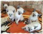Siamese kittens for sale