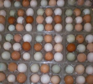 Blue and Gold Macaw Eggs for Sale