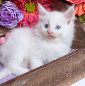 maine-coon-kittens